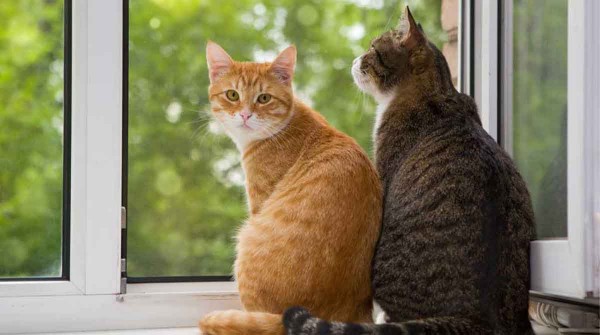 Los gatos pueden tener la intencin de quitarse la vida?