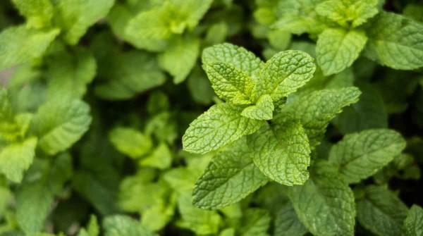 Los seis beneficios de tomar t de menta