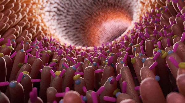 Microbiota: por qué es “el segundo cerebro del ser humano” y cómo cuidarla