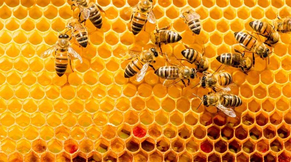 El Senasa prohibi ms de 30 insecticidas que ponen en riesgo a las abejas