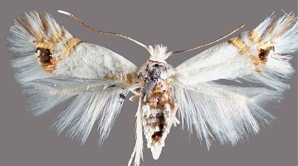 Alerta en la Patagonia por la aparici�n de la polilla del �lamo, una nueva plaga forestal que amenaza frutales