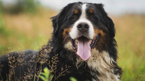 Los perros pueden detectar a una mala persona, segn la ciencia