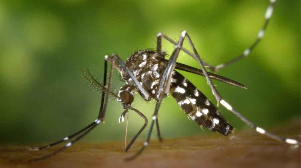 Dengue en Argentina: varios das de lluvias pueden favorecer al mosquito vector del virus?
