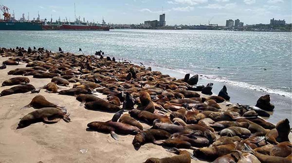 Crisis sanitaria: ya murieron ms de 1200 lobos marinos por gripe aviar en Ro Negro