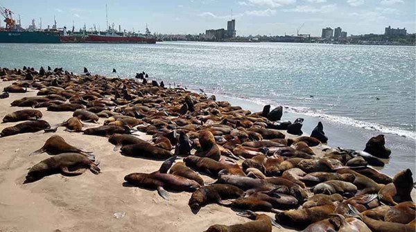 Gripe aviar en lobos marinos: suman ms de 140 los animales muertos por el brote