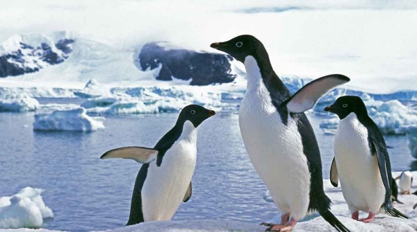 Detectan por primera vez el virus de la gripe aviar en la costa de la Antrtida