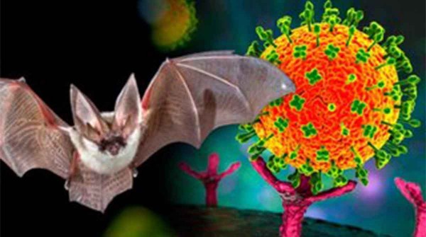 Brote del virus Nipah: qu� saben los cient�ficos del peligroso pat�geno detectado en India