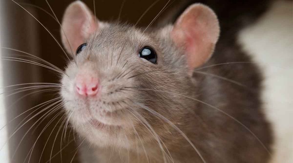 Cientficos lograron extender 25% la vida de ratones con una droga anti-envejecimiento: cul puede ser el impacto en los humanos?