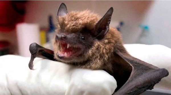 Hay murciélagos con rabia en Tierra del Fuego: instan a la vacunación de mascotas