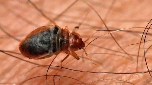 Alerta en varias ciudades del mundo por la plaga de chinches que habitan en camas y el transporte pblico