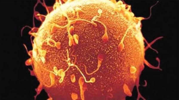 Avance en el estudio de la fertilidad: con una molcula antiedad lograron rejuvenecer ovocitos femeninos