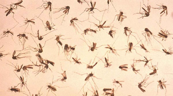 Por qu hay una invasin de mosquitos y cules son los mtodos repelentes ms efectivos