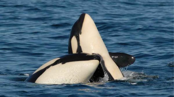Las orcas hundieron otro barco en Gibraltar y ya se convirtieron en un verdadero desafo para la navegacin en el Mediterrneo
