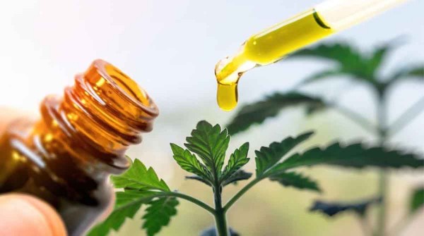 Autorizaron el aceite de cannabis fabricado en Jujuy para usarla en cualquier patologa y hay polmica