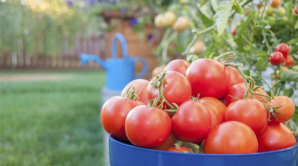 Tomate prohibido: por qu� ahora subi� tanto el precio y adelantan cu�ndo bajar�