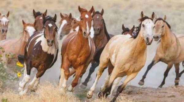 Aplican medidas sanitarias para evitar la propagacin de un virus que afecta a los caballos