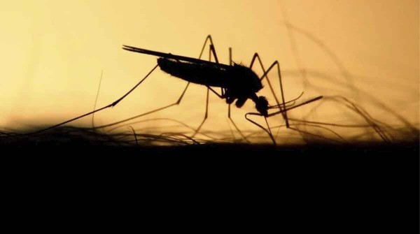 Qu es el dengue hemorrgico, cules son los sntomas y por qu es peligroso