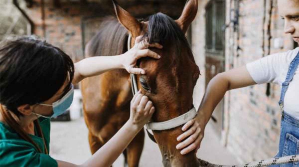 Ya son 7 los muertos por encefalitis equina en Argentina y se detectaron al menos 41 casos en humanos