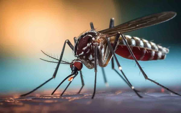 Dengue: la causa detrs de la alerta regional de la OPS sobre posibles epidemias que superaran la capacidad de respuesta