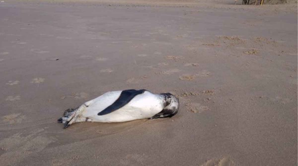 Alerta en Mar del Plata: aparecieron ms de 40 pinginos muertos en las playas