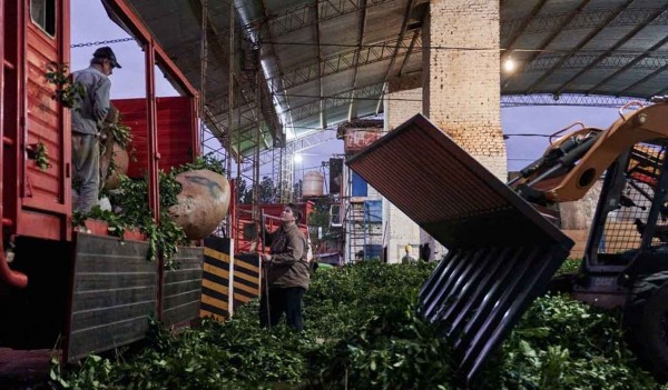 Tras la desregulación del Gobierno, los yerbateros vuelven a la