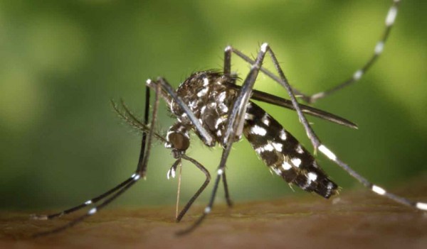 Sigue la alerta por la fiebre chikungunya: hubo 268 casos nuevos