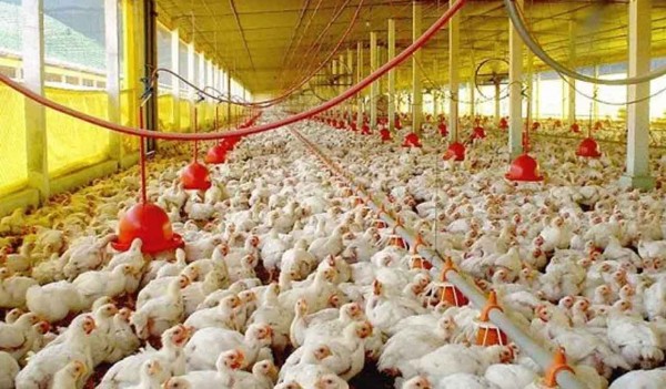 Las importaciones de carne alcanzaron un nuevo récord en marzo y advierten por la subsistencia de pequeños productores