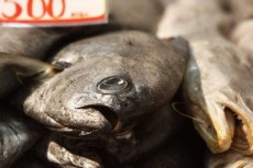 La reineta le arrebata a la merluza el t�tulo del pescado favorito entre los chilenos